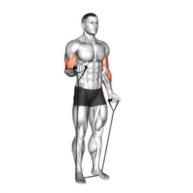 Thera Band Kol Egzersizleri